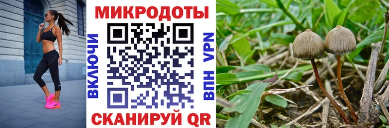 Псилоцибиновые грибы GOLDEN TEACHER  купить закладку  Новотроицк 
